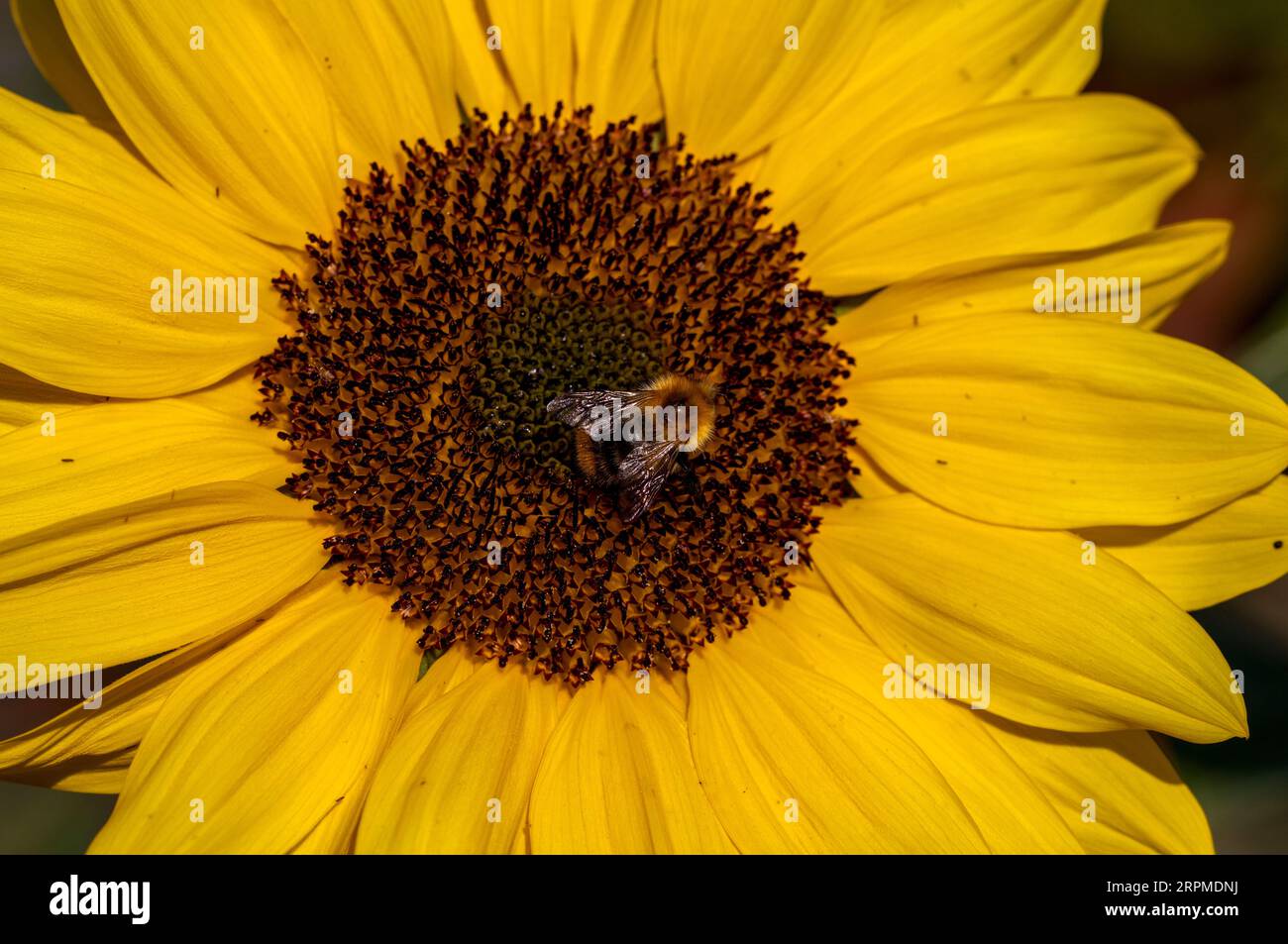 Abeille commune de Carder sur le tournesol Banque D'Images