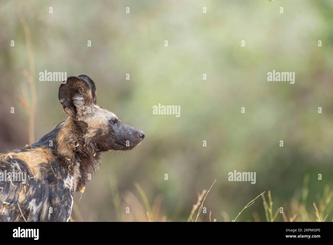 Des chiens sauvages africains, Lycaon pictus, sont observés dans le parc national de Mana pools au Zimbabwe. Banque D'Images