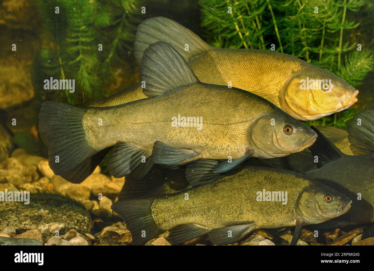 Tanche (Tinca tinca), deux milters avec rogner en arrière-plan Banque D'Images