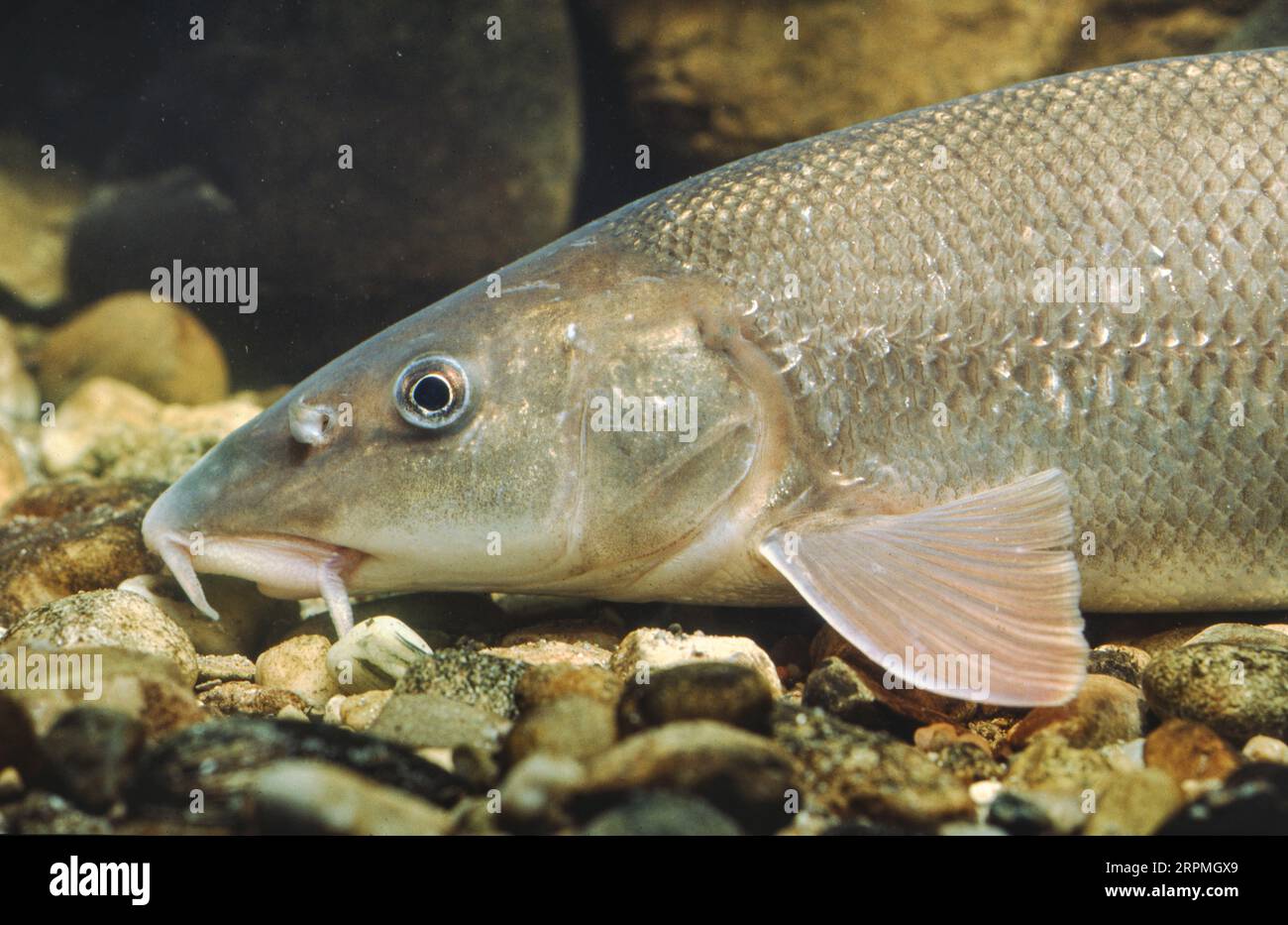 Barbel (Barbus barbus), portrait demi-longueur, vue de côté Banque D'Images