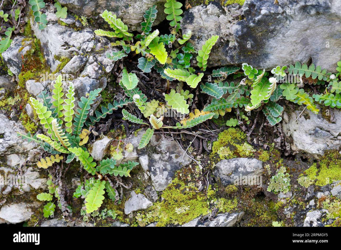 Rhizomanie commune, Rustyback (Asplenium ceterach, Ceterach officinarum), poussant dans un mur de pierre, Croatie Banque D'Images