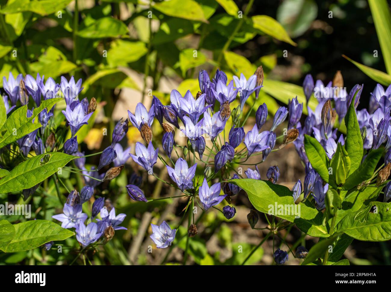 Fleurs bleues de Brodiaea laxa Reine Fabiola Banque D'Images