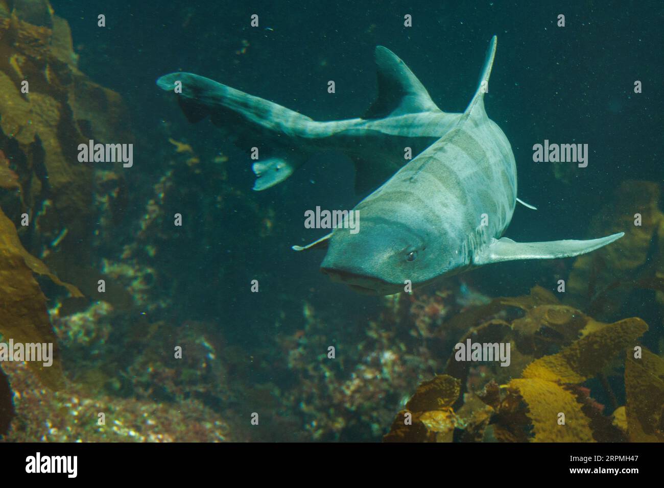 Requin léopard (Triakis semifasciatus), nageant sous l'eau, USA, Californie Banque D'Images