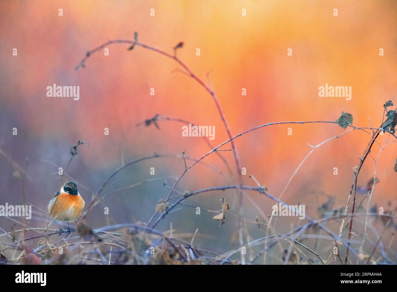 Stonechat commun (Saxicola rubicola, Saxicola torquata rubicola), mâle perché sur une brindille gelée, vue de face, Italie, Toscane Banque D'Images