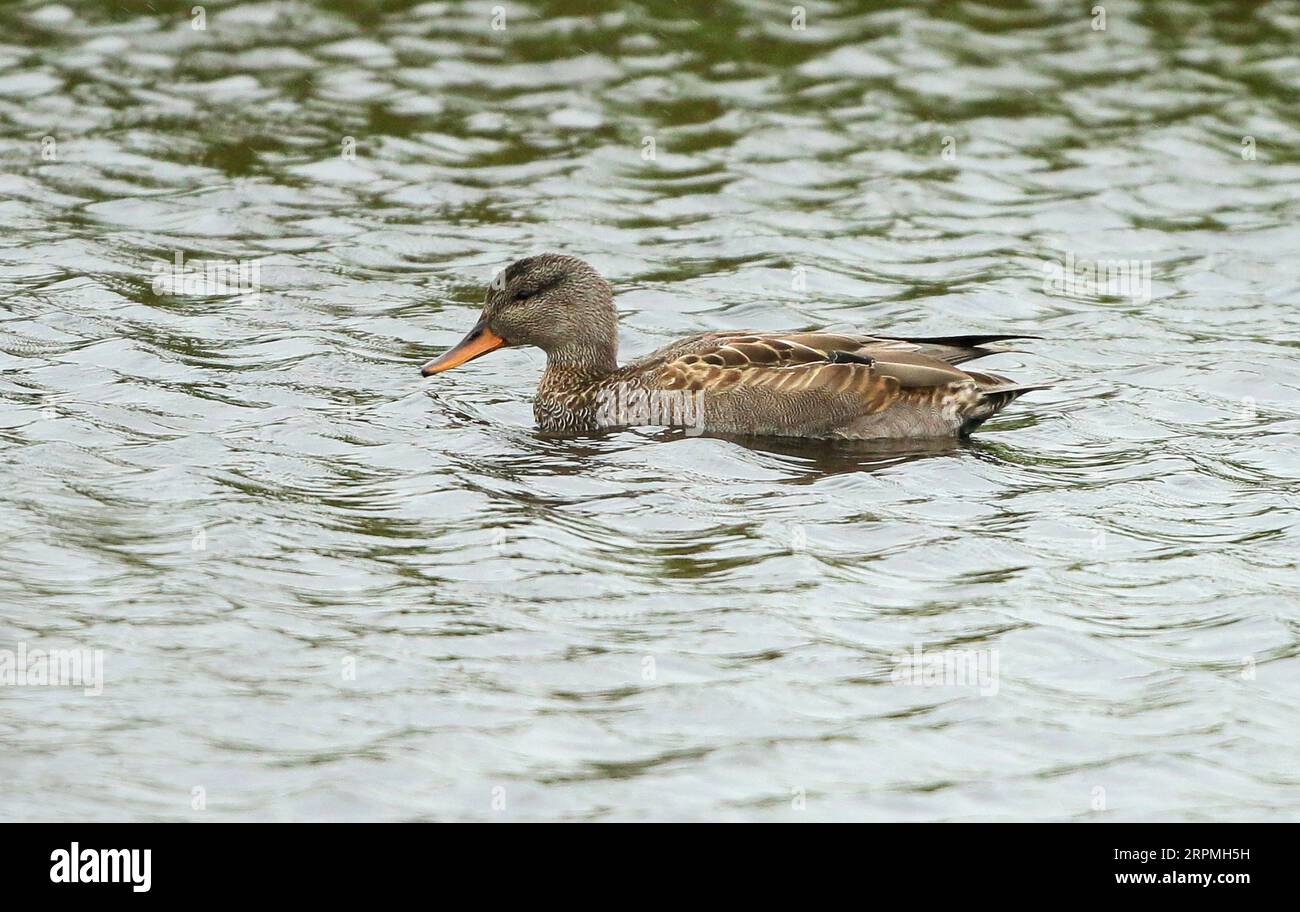 gadwall (Anas strepera, Mareca strepera), premier hiver mâle nageant dans un lac d'eau douce, pays-Bas Banque D'Images