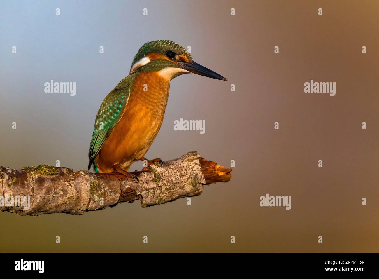 river kingfisher (Alcedo atthis), immature perché sur une branche, Italie, Toscane Banque D'Images