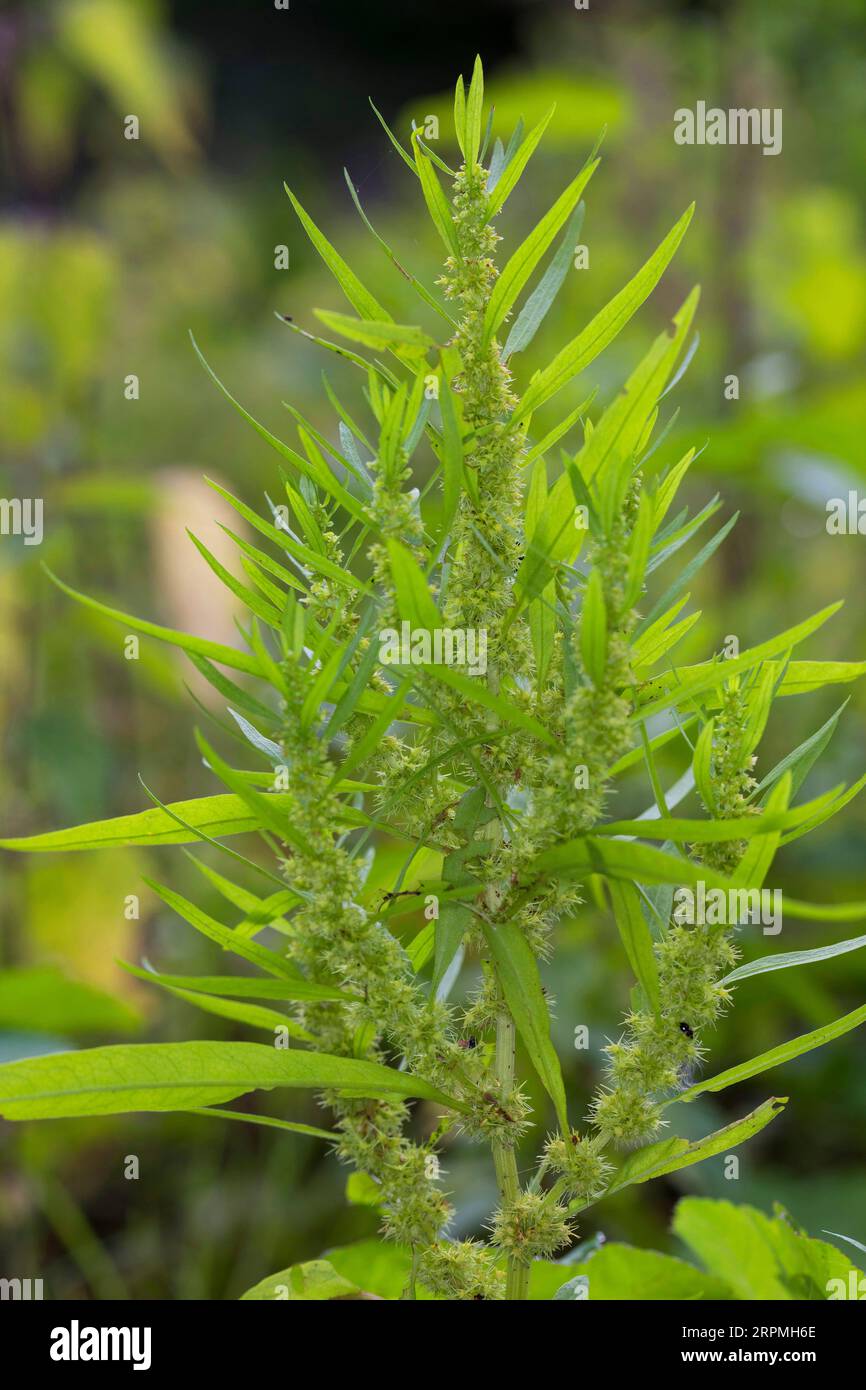 Dock doré, dock au bord de la mer (Rumex maritimus), floraison, Allemagne Banque D'Images