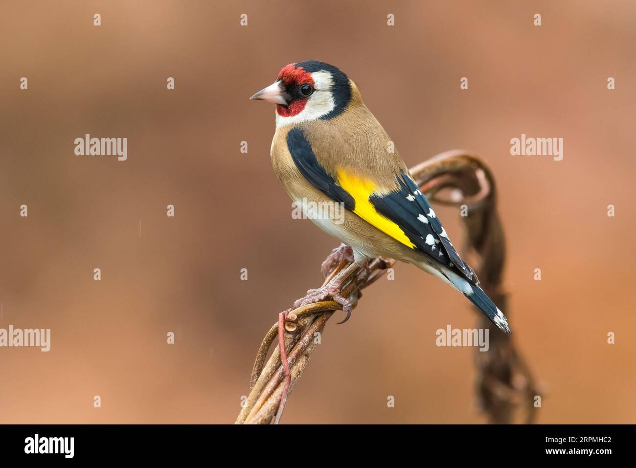 Ordfinch eurasien (Carduelis carduelis), femelle perchée sur une ficelle, vue de côté, Italie, Toscane Banque D'Images