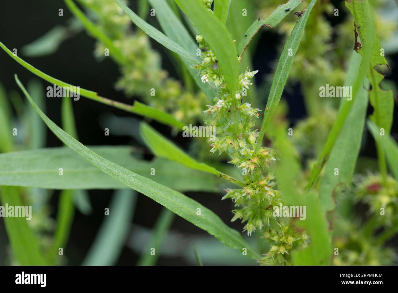 Dock doré, dock au bord de la mer (Rumex maritimus), floraison, Allemagne Banque D'Images
