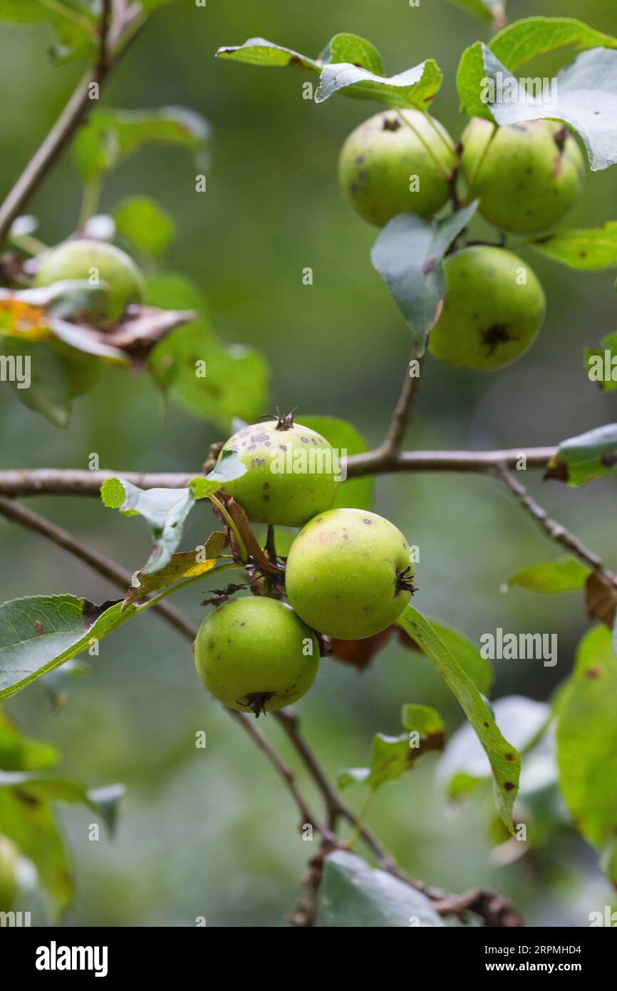 Pomme de crabe, crabe sauvage (Malus sylvestris), fruits sur une branche, Allemagne Banque D'Images