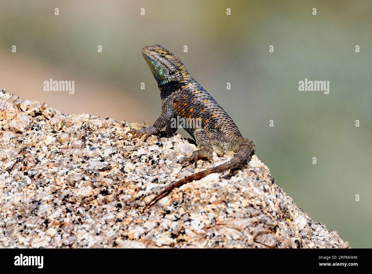 Lézard épineux du désert (Sceloporus magister), mal bronzer sur un rocher, USA, Arizona, Pinnacle Peak, Scottsdale Banque D'Images