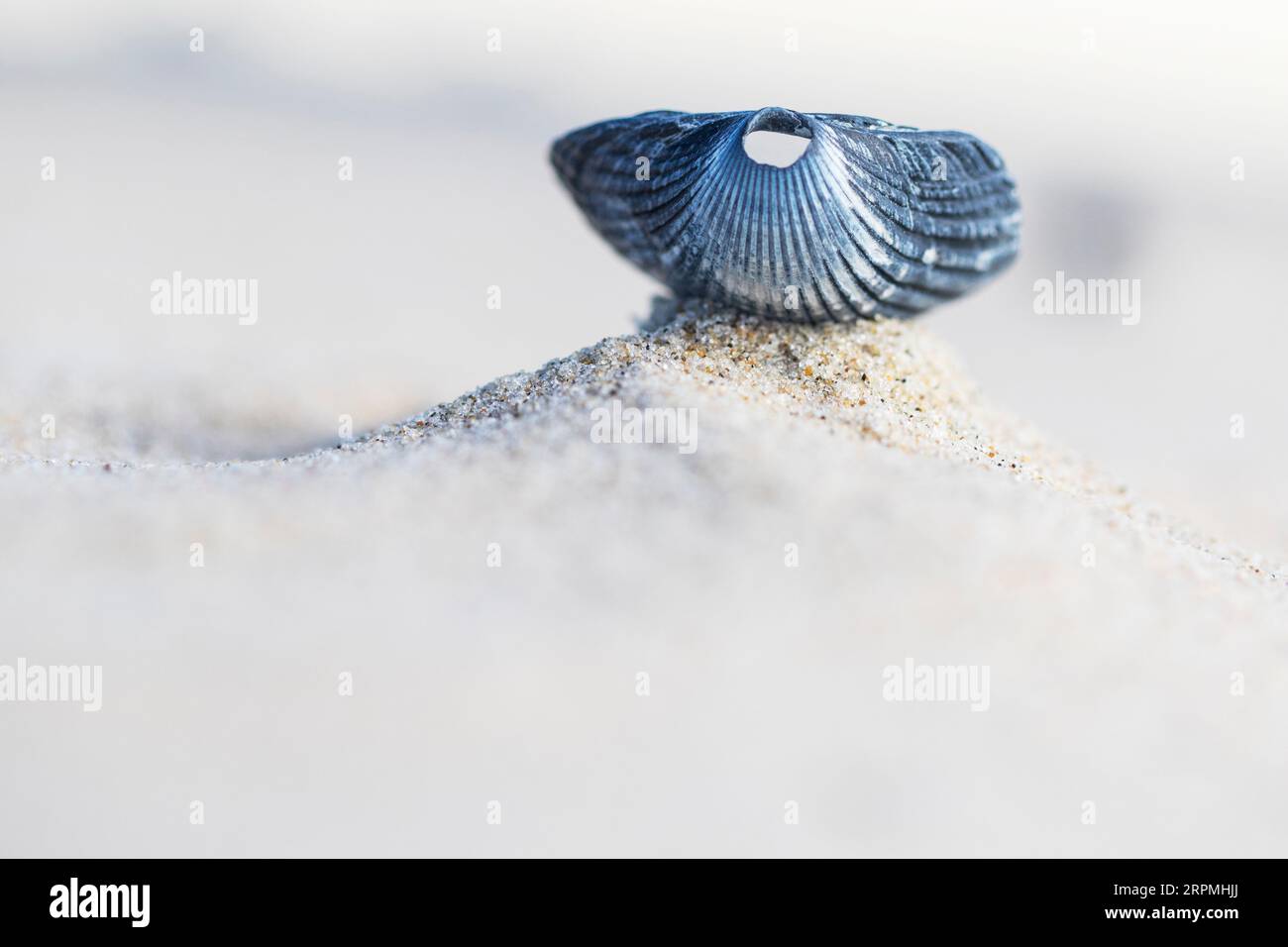 Coque commune, coque européenne commune, coque comestible (Cardium edule, Cerastoderma edule), coquille vide sur sable, pays-Bas, Texel Banque D'Images