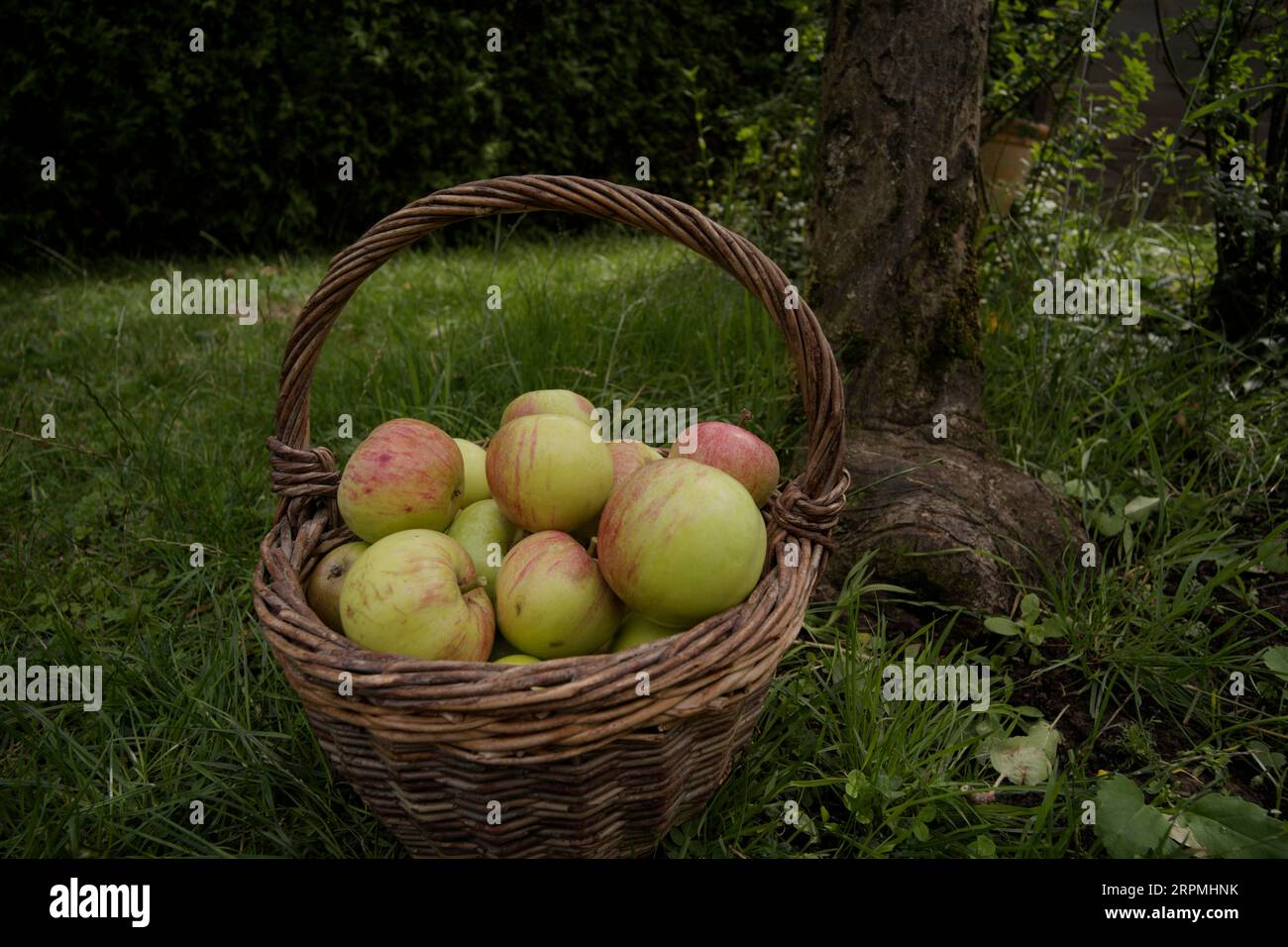 Culture pomme James Grieve, panier en osier avec James Grieve, pommes, Schwaebisch Hall, Hohenlohe, Heilbronn-Franken, Baden-Wuerttemberg, Kochertal Banque D'Images