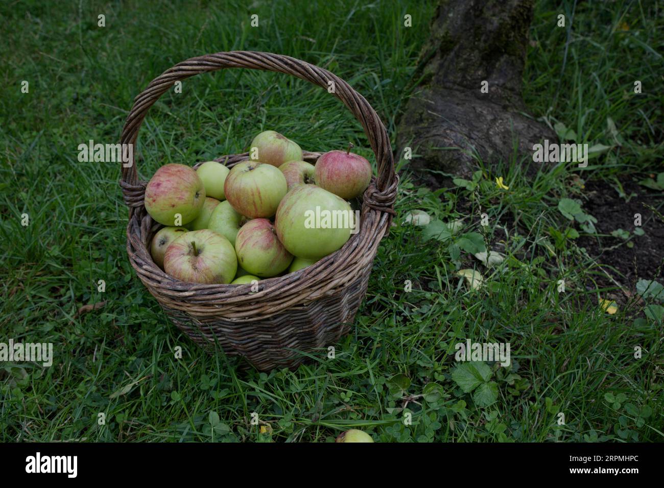Pomme de culture, panier de saule rempli de James Grieve, variété de pomme, Schwaebisch Hall, Heilbronn-Franken, Baden-Wuerttemberg, Kochertal, Hohenlohe Banque D'Images