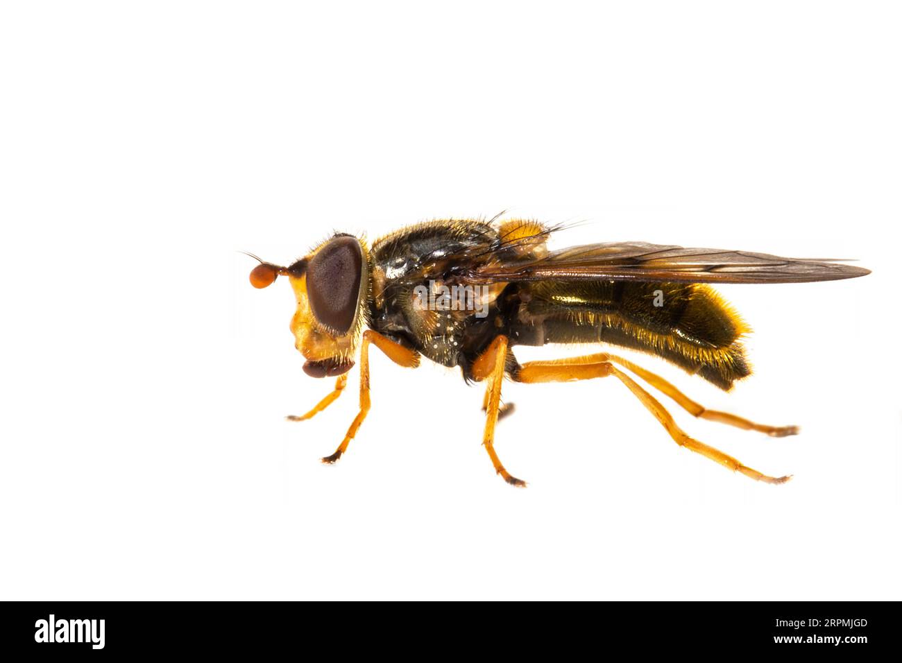 Sève Hoverfly (Ferdinandea cuprea), vue de côté, découpe, pays-Bas Banque D'Images