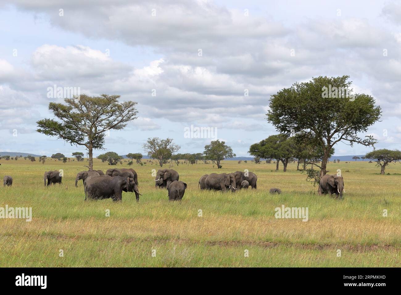 Éléphants de brousse africains broutant dans le Serengeti Banque D'Images