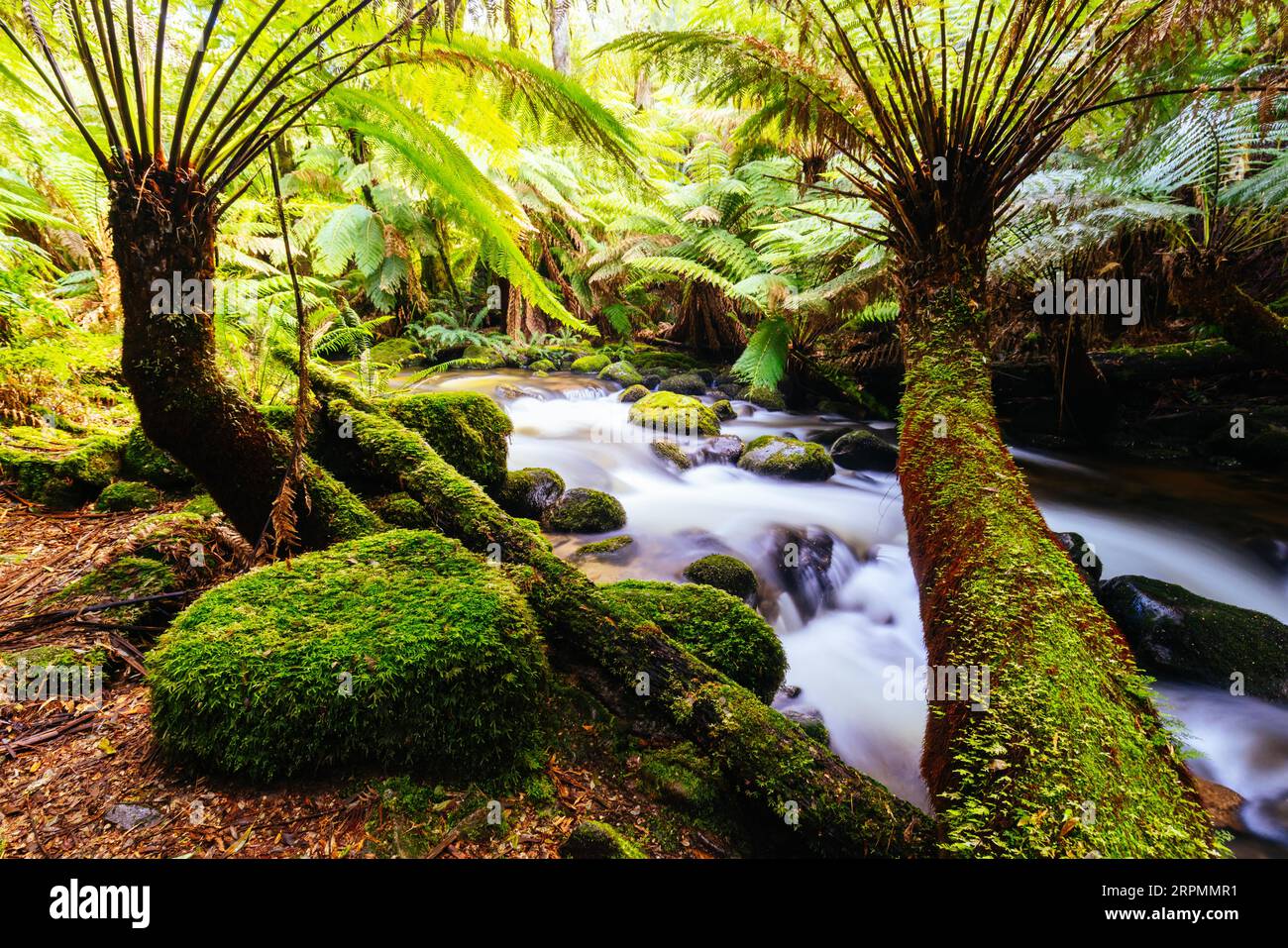Les chutes emblématiques et populaires de St Columba, l'une des plus hautes chutes d'eau de Tasmanie par une chaude journée de printemps à Pyengana, Tasmanie, Australie Banque D'Images