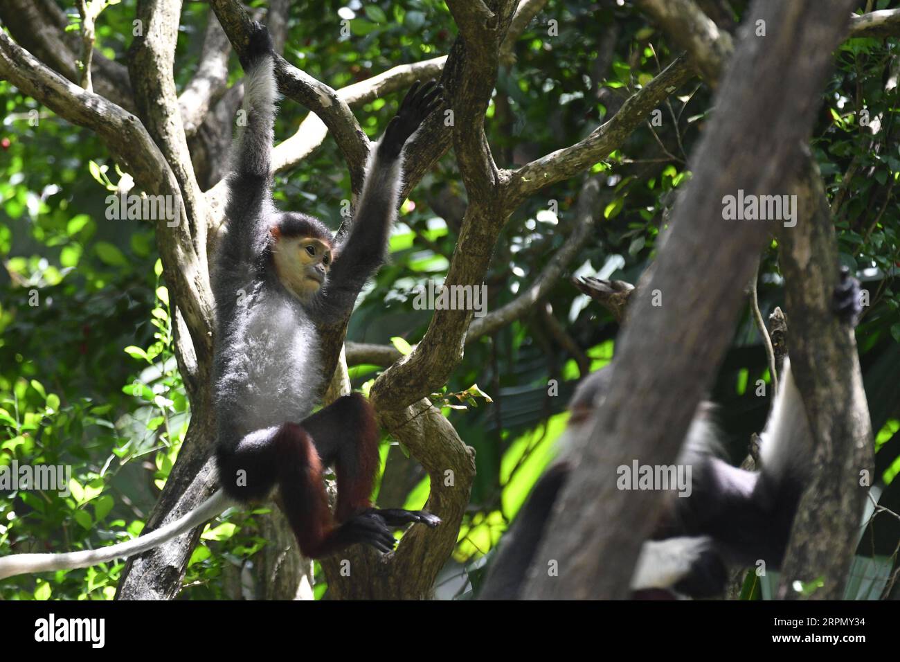 200218 -- SINGAPOUR, le 18 février 2020 -- Un bébé douc langur à manche rouge est vu au zoo de Singapour le 18 février 2020. Les animaux sous la garde de la réserve faunique Singapore WRS ont donné naissance à plus de 660 bébés et nouveau-nés représentant 121 espèces en 2019. Photo de Chih Wey/Xinhua SINGAPORE-ZOO-ANIMAL CUBS xinjiapo PUBLICATIONxNOTxINxCHN Banque D'Images