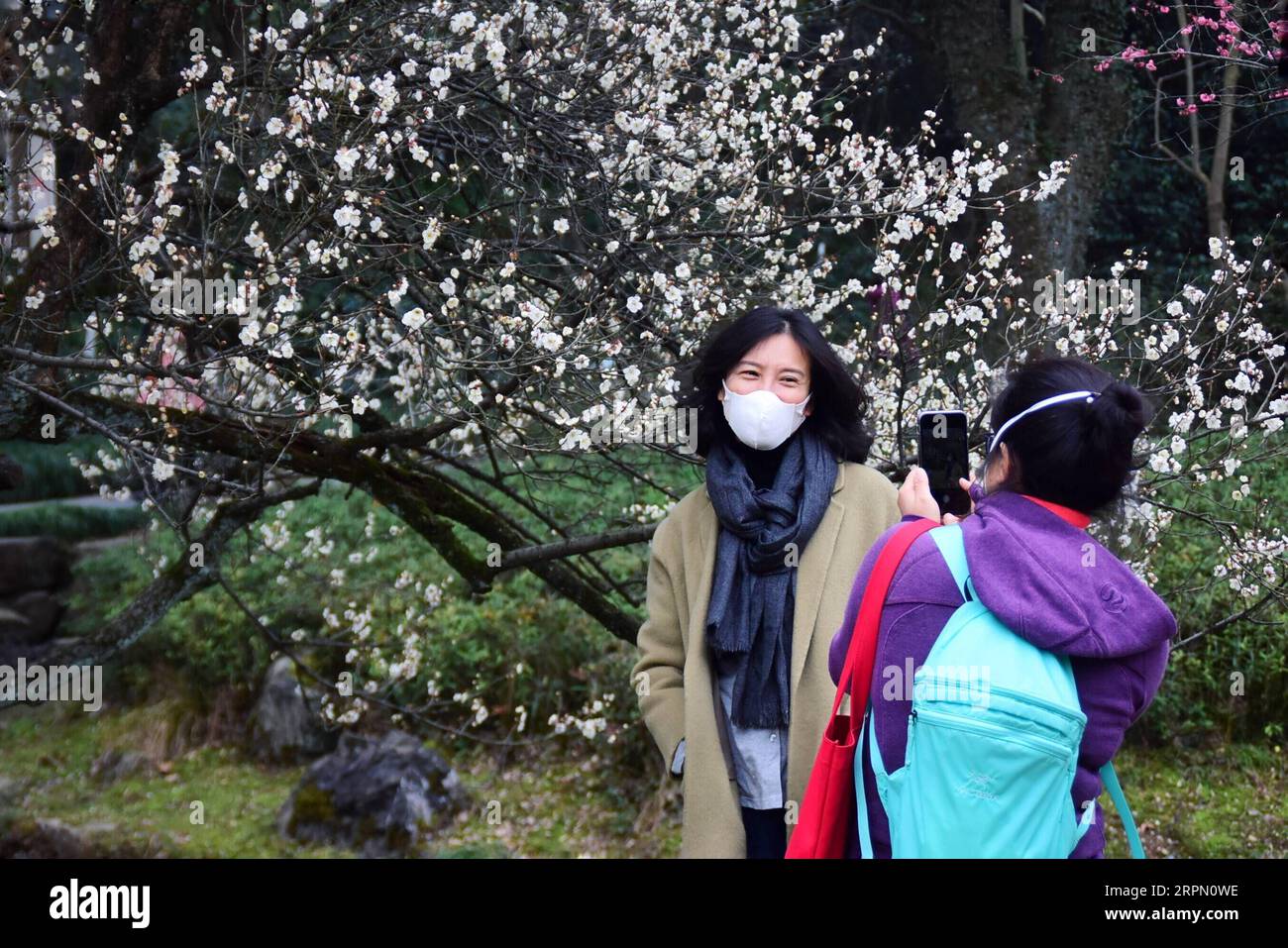 200219 -- HANGZHOU, le 19 février 2020 -- Un visiteur pose pour des photos avec des fleurs de prunier au jardin botanique de Hangzhou à Hangzhou, dans la province du Zhejiang de l'est de la Chine, le 19 février 2020. Les parcs affiliés et les sites pittoresques de la région pittoresque de West Lake ont rouvert leurs portes mercredi. Comme mesure de la nouvelle prévention du coronavirus, la zone pittoresque a fixé une limite au nombre actuel de visiteurs. Et tous les visiteurs entrant dans la zone sont tenus de porter des masques. CHINE-ZHEJIANG-HANGZHOU-WEST LAKE-ROUVRIR CN ZHENGXMENGYU PUBLICATIONXNOTXINXCHN Banque D'Images