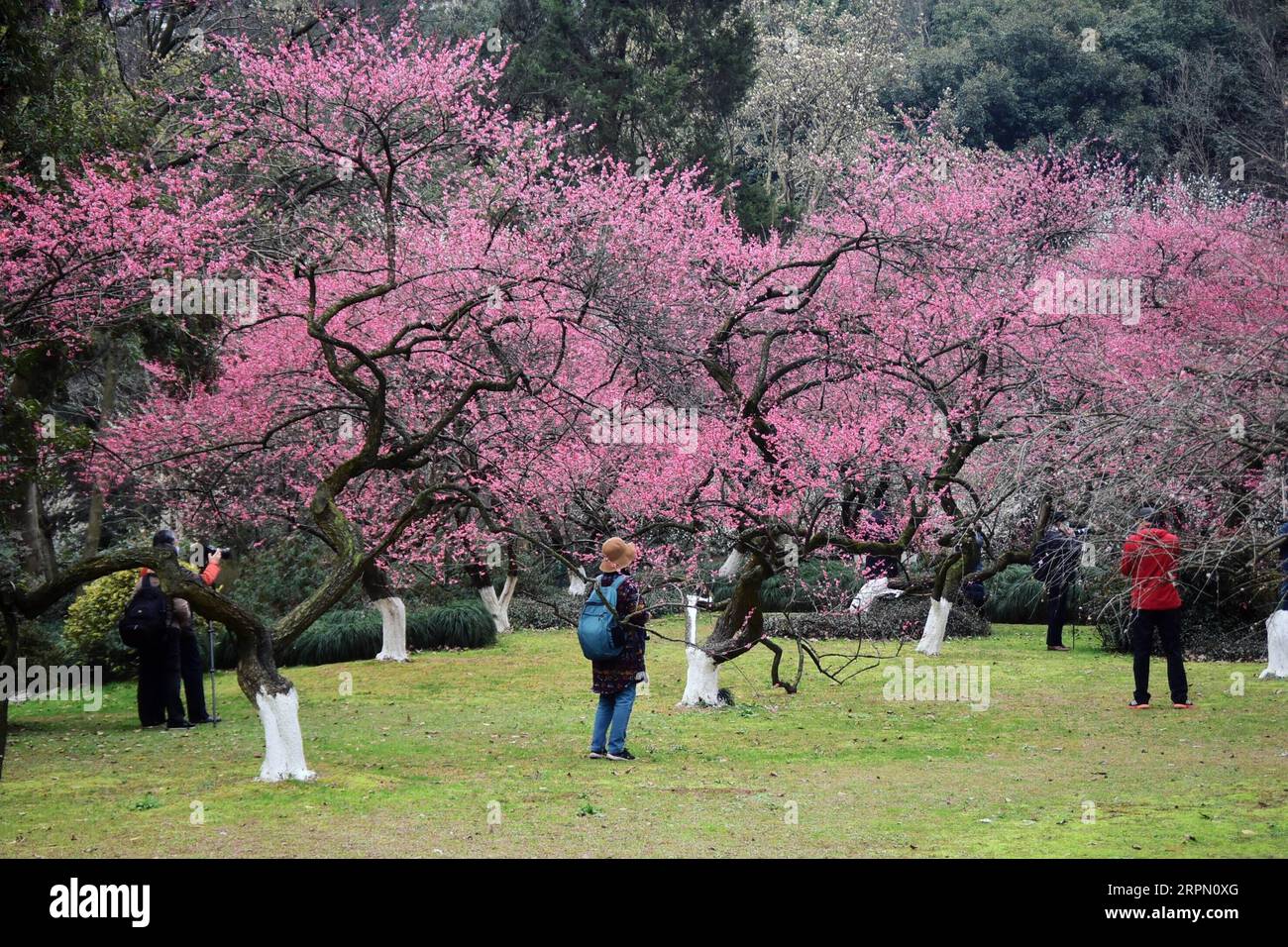 200219 -- HANGZHOU, le 19 février 2020 -- les gens visitent le jardin botanique de Hangzhou à Hangzhou, dans la province du Zhejiang de l'est de la Chine, le 19 février 2020. Les parcs affiliés et les sites pittoresques de la région pittoresque de West Lake ont rouvert leurs portes mercredi. Comme mesure de la nouvelle prévention du coronavirus, la zone pittoresque a fixé une limite au nombre actuel de visiteurs. Et tous les visiteurs entrant dans la zone sont tenus de porter des masques. CHINE-ZHEJIANG-HANGZHOU-WEST LAKE-ROUVRIR CN ZHENGXMENGYU PUBLICATIONXNOTXINXCHN Banque D'Images