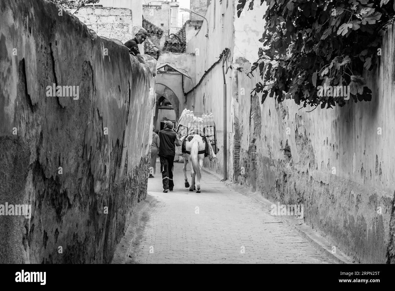 Une mule utilisée pour le transport et la livraison de lourdes charges dans les rues étroites de Fès el Bali, l'ancienne médina de Fès, au Maroc, en Afrique du Nord. Banque D'Images