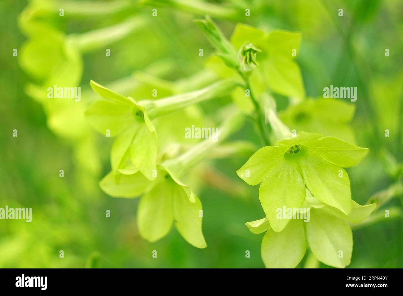 Nicotiana sanderae Lime Flower Growing dans le jardin. Parfumé Nicotiana alata Blooming. Jasmin, doux, tabac ailé, tanbaku floraison persane. L Banque D'Images