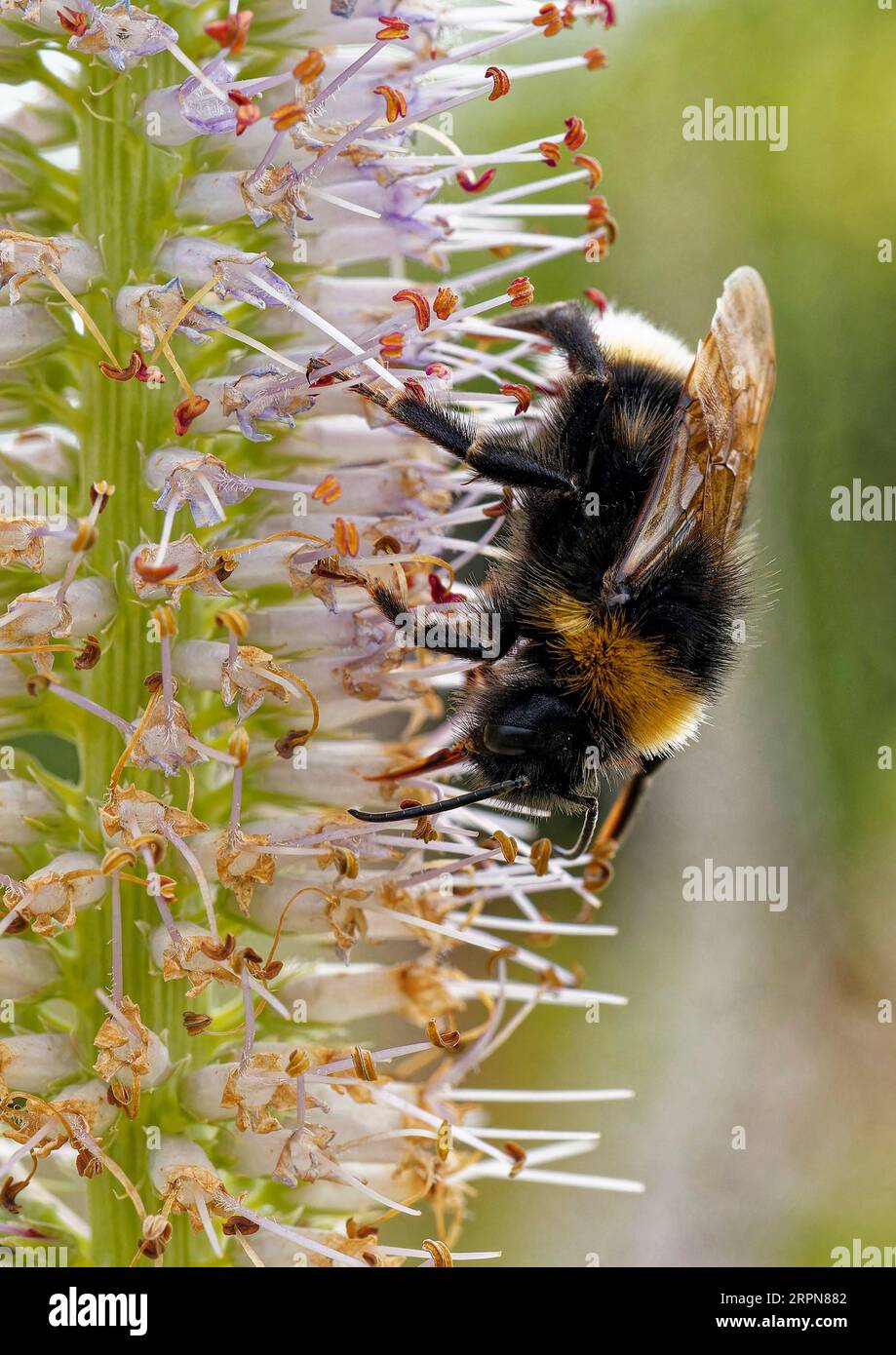 Bourdon de jardin, Bombus hortorum, collecte du nectar d'une plante de salvia dans un jardin du Suffolk, Banque D'Images