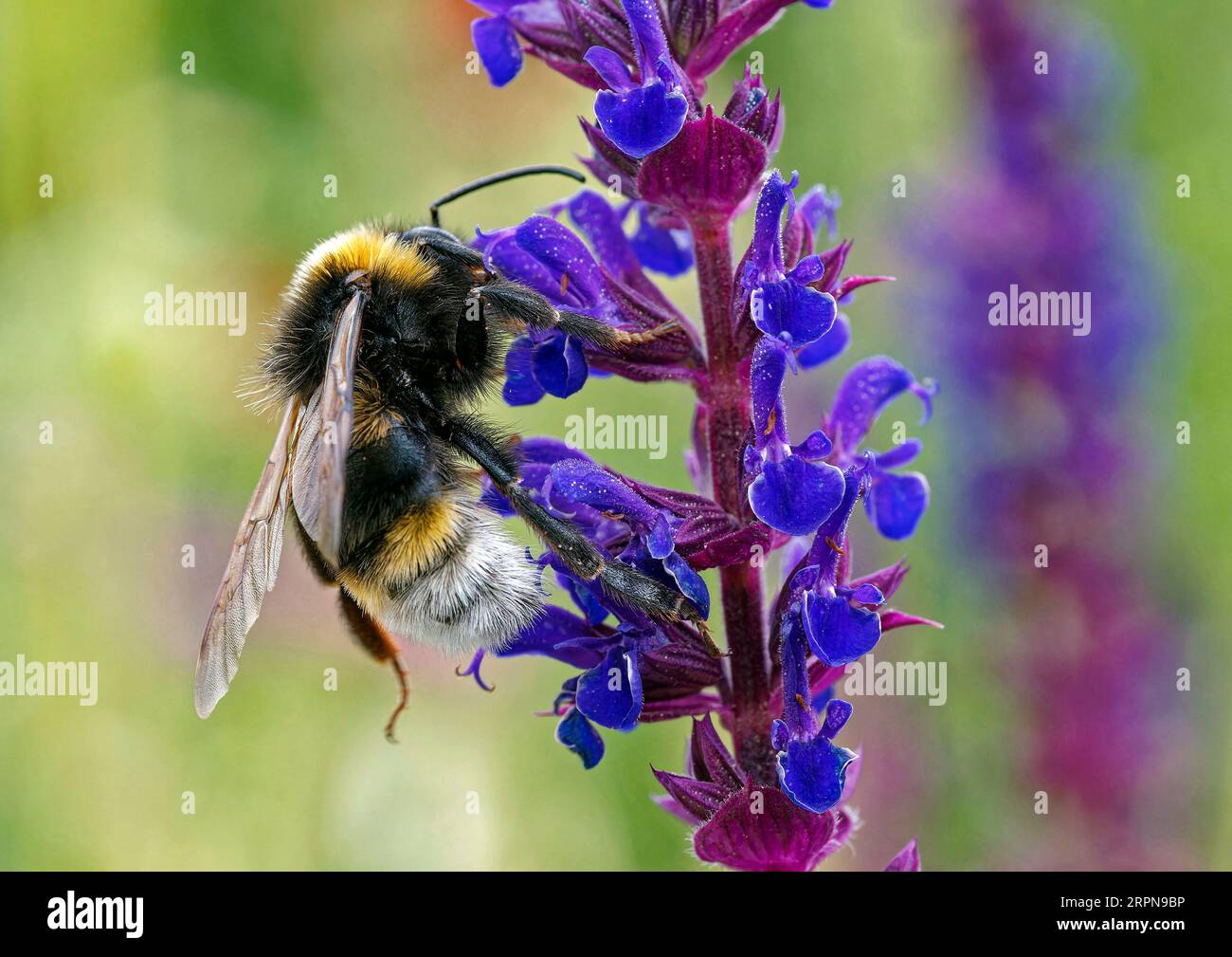 Bourdon de jardin, Bombus hortorum, collecte du nectar d'une plante de salvia dans un jardin du Suffolk, Banque D'Images