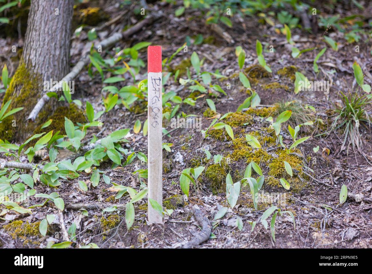 Arpentage des chemins, symboliques de la consommation des terres à travers les infrastructures, et inversement, de la destruction de l’espace naturel Banque D'Images