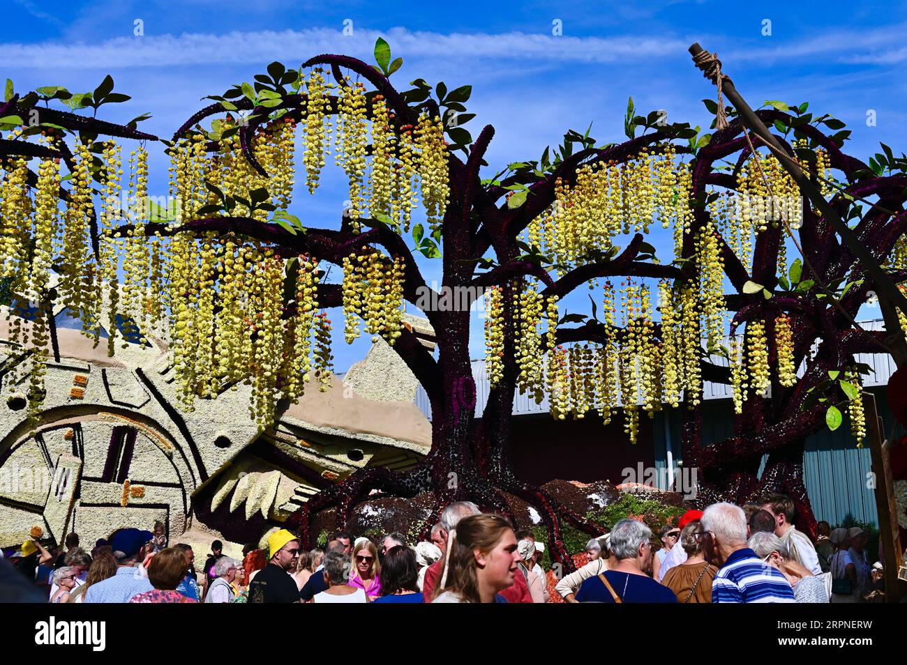 Énorme pluie dorée en pleine floraison ; l'un des chars lors de la Zundert Flower Parade 2023, un festival annuel Banque D'Images