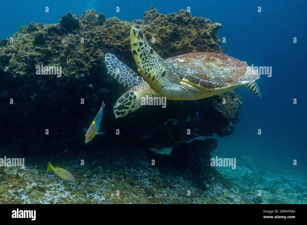 Une tortue hawksbill nageant sous l'eau. Îles Koh Phi Phi, Thaïlande Banque D'Images