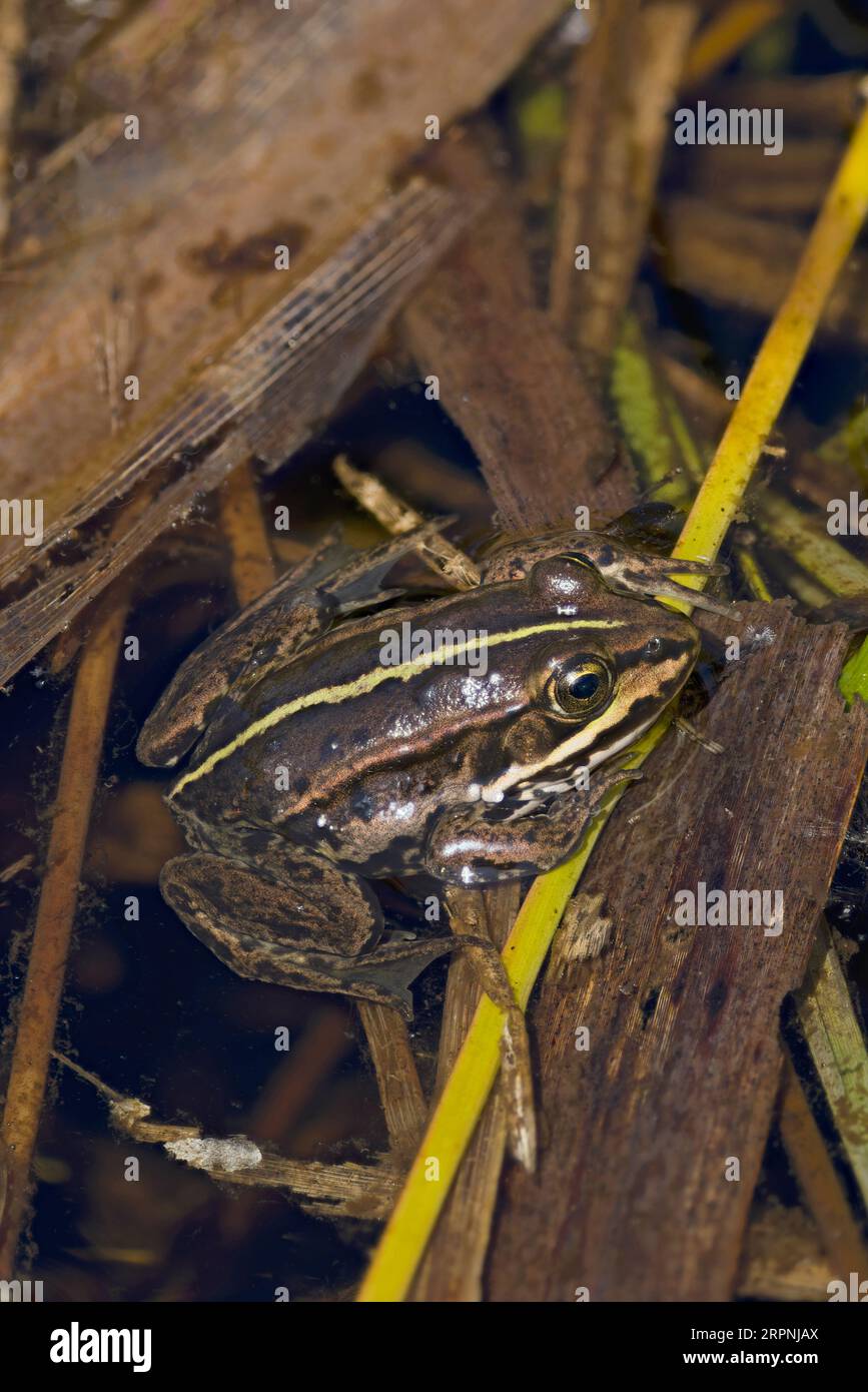 Grenouille du bassin du Nord (Pelophylax lessonae) juvénile Thompson Water Norfolk mai 2023 Banque D'Images