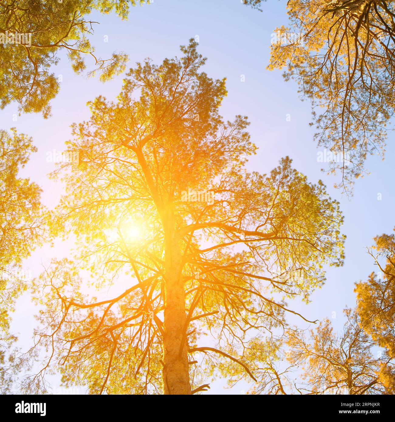 Couronnes de pins contre le ciel bleu et le soleil éclatant. Automne. Banque D'Images