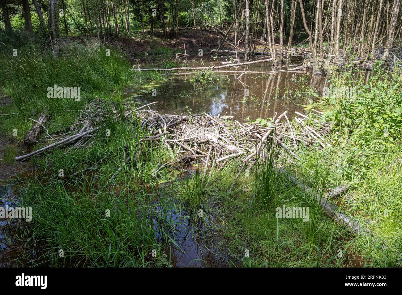 Barrages de Beaver dans la forêt de Cropton Banque D'Images