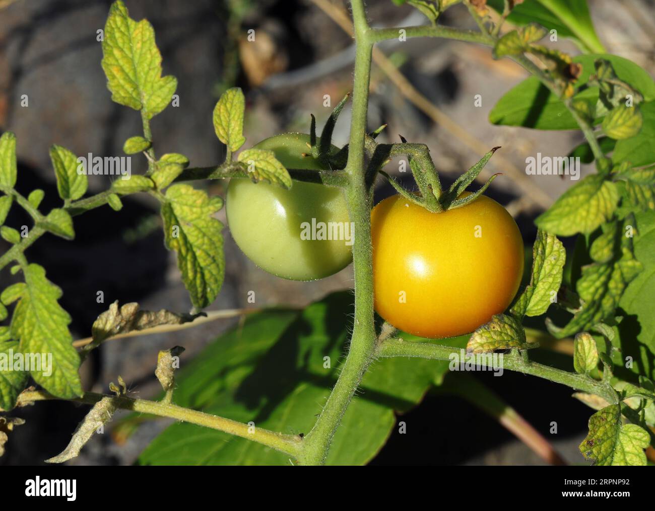 Tomates sauvages biologiques non mûres poussant dans la nature sur une rive de rivière parmi d'autres plantes sauvages. Oeiras, Portugal. Banque D'Images