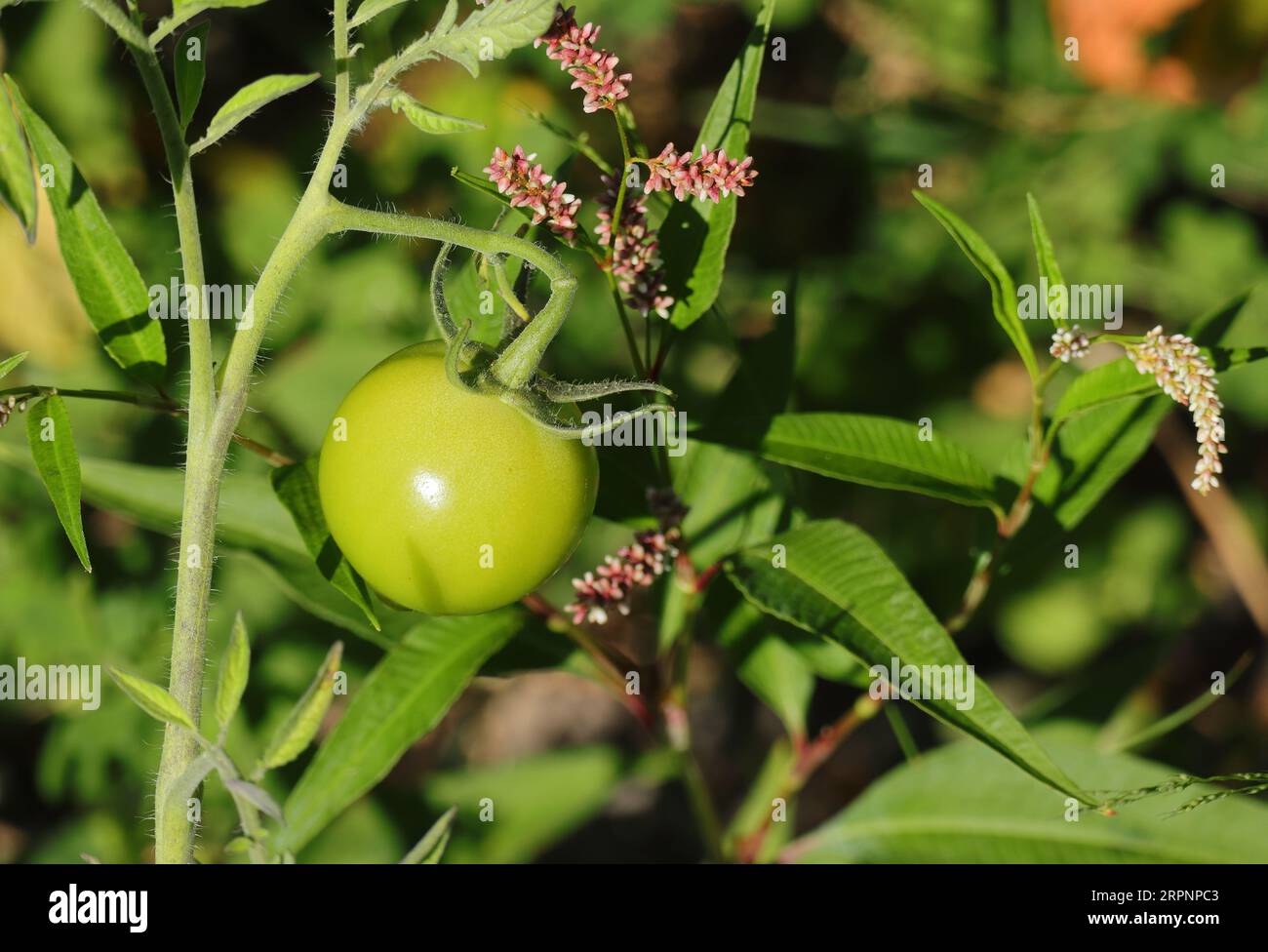Tomates sauvages biologiques non mûres poussant dans la nature sur une rive de rivière parmi d'autres plantes sauvages. Oeiras, Portugal. Banque D'Images