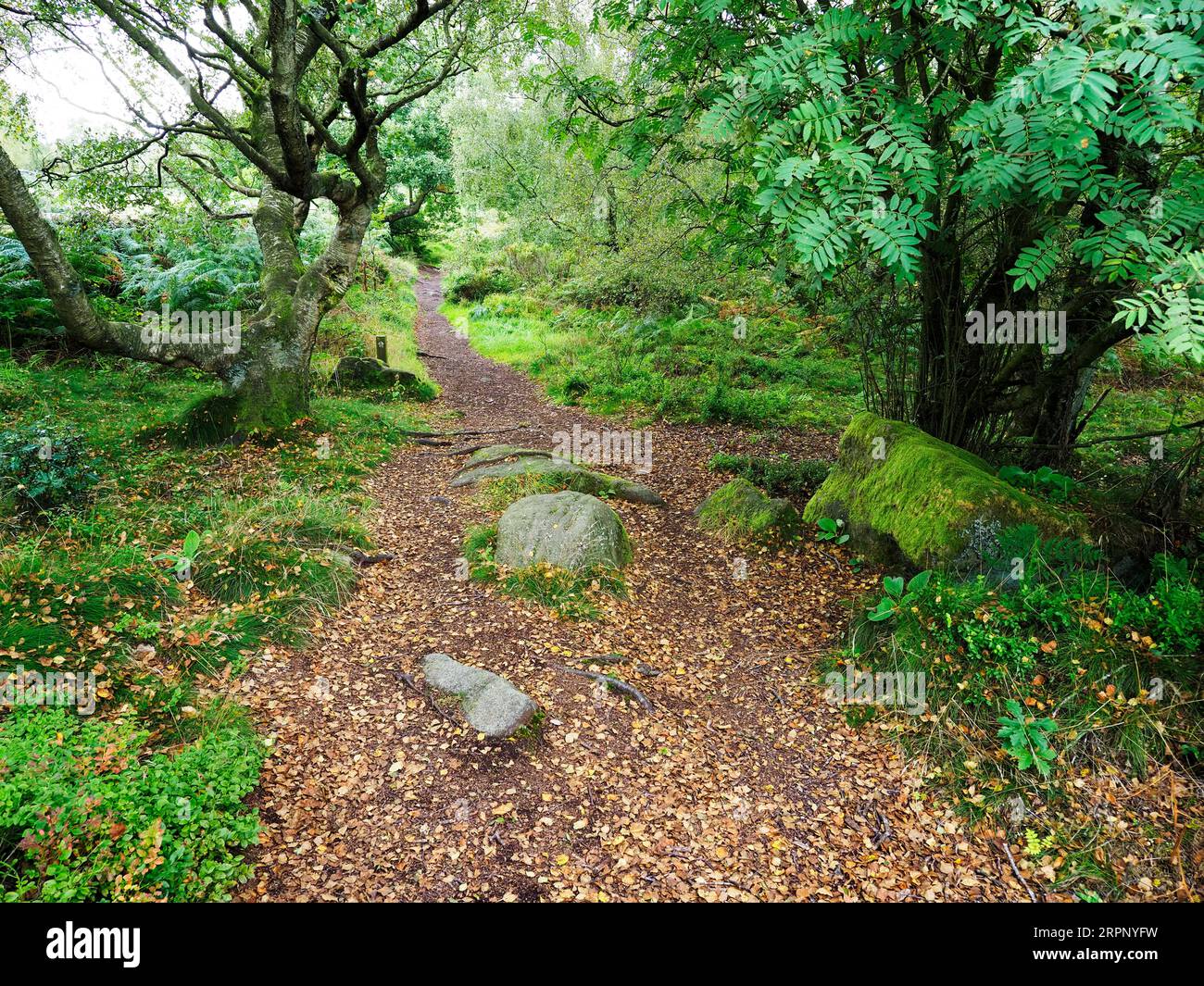 Chemin balisé à travers les bois sur le bord de Brimham Moor près de Summerbridge Nidderdale North Yorkshire Angleterre Banque D'Images