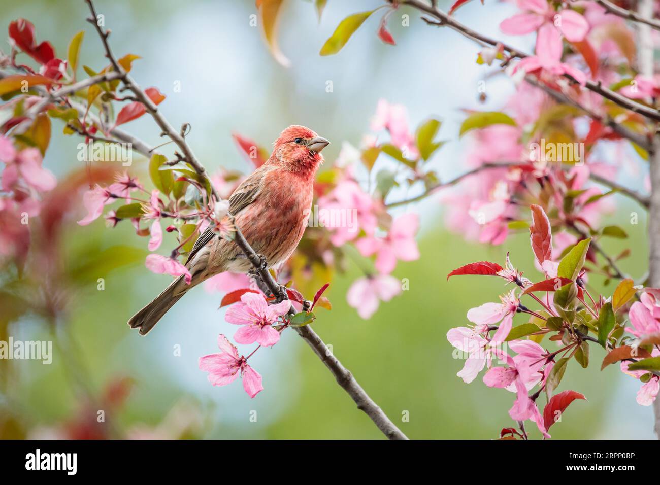 Un Finch de maison perché dans le crabapple en fleurs entouré de fleurs roses de rêve un jour de printemps. Banque D'Images