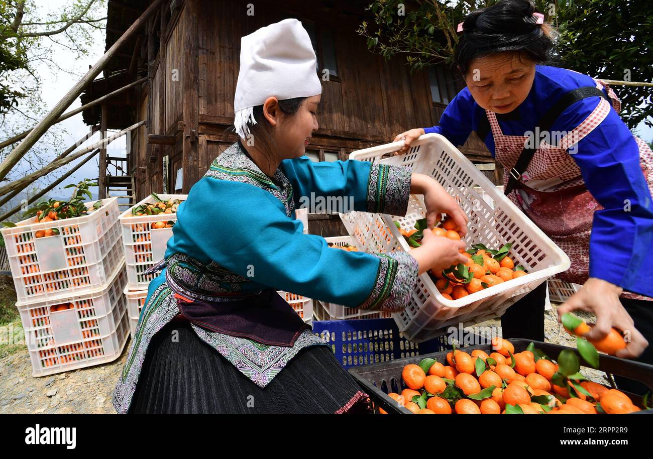 200309 -- RONGJIANG, le 9 mars 2020 -- des villageois emballent des agrumes dans une base de plantation dans le canton de Guzhou, dans le comté de Rongjiang, dans le sud-ouest de la Chine, dans la province du Guizhou, le 9 mars 2020. Les bases de plantation d'agrumes à Rongjiang ont organisé des villageois pour récolter des agrumes récemment afin de reprendre l'approvisionnement du marché. La cueillette des agrumes avait été reportée en raison de la nouvelle épidémie de coronavirus, et les fruits ont été conservés sur des arbres avec un film recouvert pour rester au chaud et frais. Aujourd'hui, environ 2 millions de kg d'agrumes seront récoltés pour répondre à la demande du marché. CHINE-GUIZHOU-RONGJIANG-AGRUMES-PRESERVATI Banque D'Images