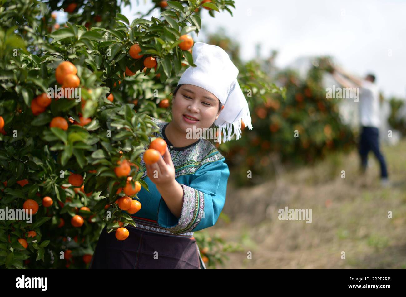200309 -- RONGJIANG, le 9 mars 2020 -- Un villageois cueille des agrumes dans une base de plantation dans le canton de Guzhou, dans le comté de Rongjiang, dans la province du Guizhou, au sud-ouest de la Chine, le 9 mars 2020. Les bases de plantation d'agrumes à Rongjiang ont organisé des villageois pour récolter des agrumes récemment afin de reprendre l'approvisionnement du marché. La cueillette des agrumes avait été reportée en raison de la nouvelle épidémie de coronavirus, et les fruits ont été conservés sur des arbres avec un film recouvert pour rester au chaud et frais. Aujourd'hui, environ 2 millions de kg d'agrumes seront récoltés pour répondre à la demande du marché. CHINE-GUIZHOU-RONGJIANG-AGRUMES-PRESERVA Banque D'Images