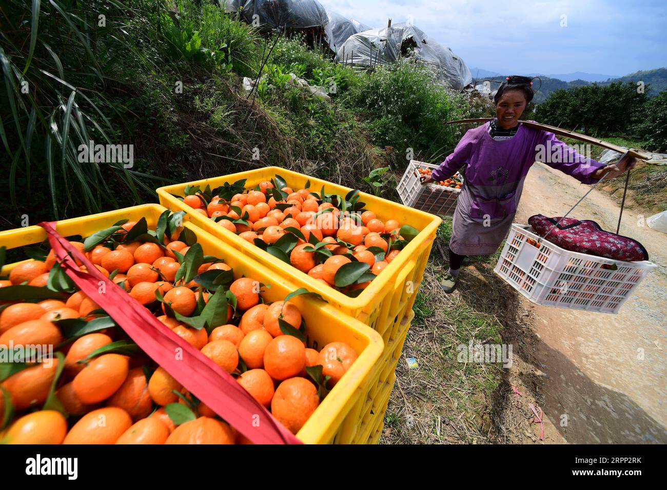 200309 -- RONGJIANG, le 9 mars 2020 -- Un villageois transporte des agrumes dans une base de plantation dans le canton de Guzhou, dans le comté de Rongjiang, dans le sud-ouest de la Chine, dans la province du Guizhou, le 9 mars 2020. Les bases de plantation d'agrumes à Rongjiang ont organisé des villageois pour récolter des agrumes récemment afin de reprendre l'approvisionnement du marché. La cueillette des agrumes avait été reportée en raison de la nouvelle épidémie de coronavirus, et les fruits ont été conservés sur des arbres avec un film recouvert pour rester au chaud et frais. Aujourd'hui, environ 2 millions de kg d'agrumes seront récoltés pour répondre à la demande du marché. CHINE-GUIZHOU-RONGJIANG-AGRUMES-PRESER Banque D'Images