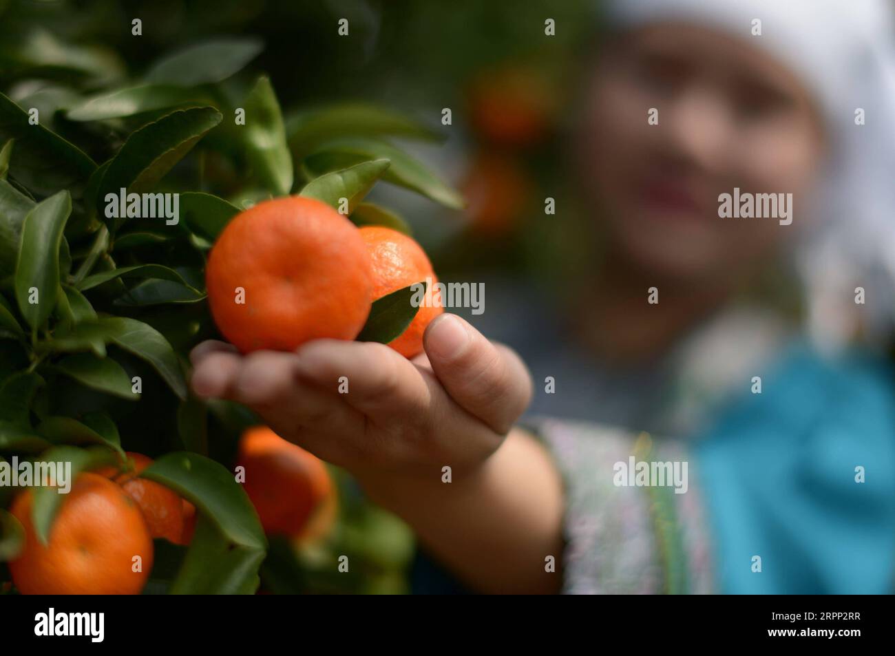 200309 -- RONGJIANG, le 9 mars 2020 -- Un villageois cueille des agrumes dans une base de plantation dans le canton de Guzhou, dans le comté de Rongjiang, dans la province du Guizhou, au sud-ouest de la Chine, le 9 mars 2020. Les bases de plantation d'agrumes à Rongjiang ont organisé des villageois pour récolter des agrumes récemment afin de reprendre l'approvisionnement du marché. La cueillette des agrumes avait été reportée en raison de la nouvelle épidémie de coronavirus, et les fruits ont été conservés sur des arbres avec un film recouvert pour rester au chaud et frais. Aujourd'hui, environ 2 millions de kg d'agrumes seront récoltés pour répondre à la demande du marché. CHINE-GUIZHOU-RONGJIANG-AGRUMES-PRESERVA Banque D'Images