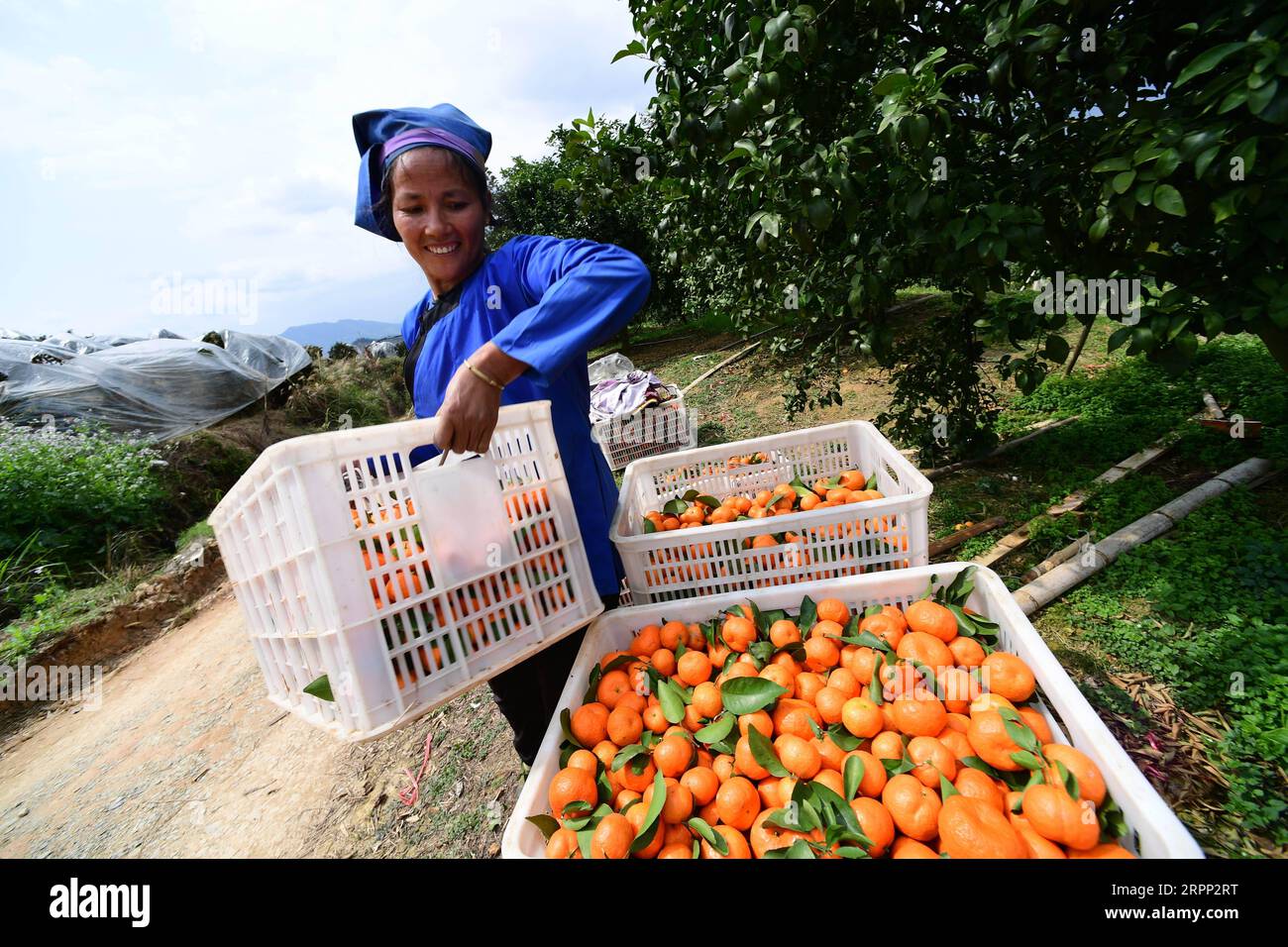 200309 -- RONGJIANG, le 9 mars 2020 -- Un villageois transporte des agrumes à une base de plantation dans le canton de Guzhou, dans le comté de Rongjiang, dans le sud-ouest de la Chine, dans la province du Guizhou, le 9 mars 2020. Les bases de plantation d'agrumes à Rongjiang ont organisé des villageois pour récolter des agrumes récemment afin de reprendre l'approvisionnement du marché. La cueillette des agrumes avait été reportée en raison de la nouvelle épidémie de coronavirus, et les fruits ont été conservés sur des arbres avec un film recouvert pour rester au chaud et frais. Aujourd'hui, environ 2 millions de kg d'agrumes seront récoltés pour répondre à la demande du marché. CHINE-GUIZHOU-RONGJIANG-AGRUMES-PRESER Banque D'Images