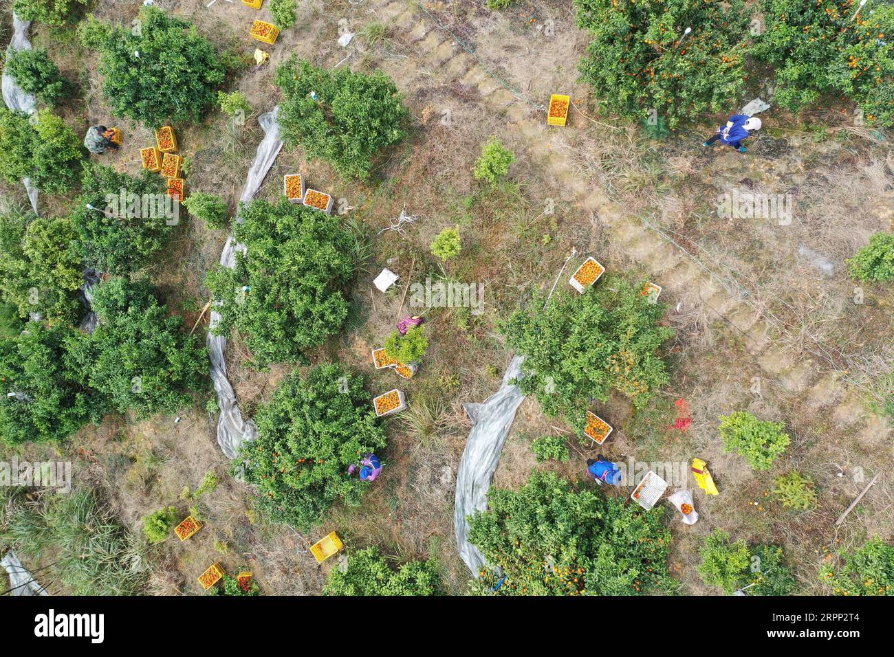 200309 -- RONGJIANG, le 9 mars 2020 -- une photo aérienne prise le 9 mars 2020 montre des villageois cueillir des agrumes à une base de plantation dans le canton de Guzhou, dans le comté de Rongjiang, dans le sud-ouest de la Chine, dans la province du Guizhou. Les bases de plantation d'agrumes à Rongjiang ont organisé des villageois pour récolter des agrumes récemment afin de reprendre l'approvisionnement du marché. La cueillette des agrumes avait été reportée en raison de la nouvelle épidémie de coronavirus, et les fruits ont été conservés sur des arbres avec un film recouvert pour rester au chaud et frais. Aujourd'hui, environ 2 millions de kg d'agrumes seront récoltés pour répondre à la demande du marché. CHINE-GUIZHOU-RON Banque D'Images