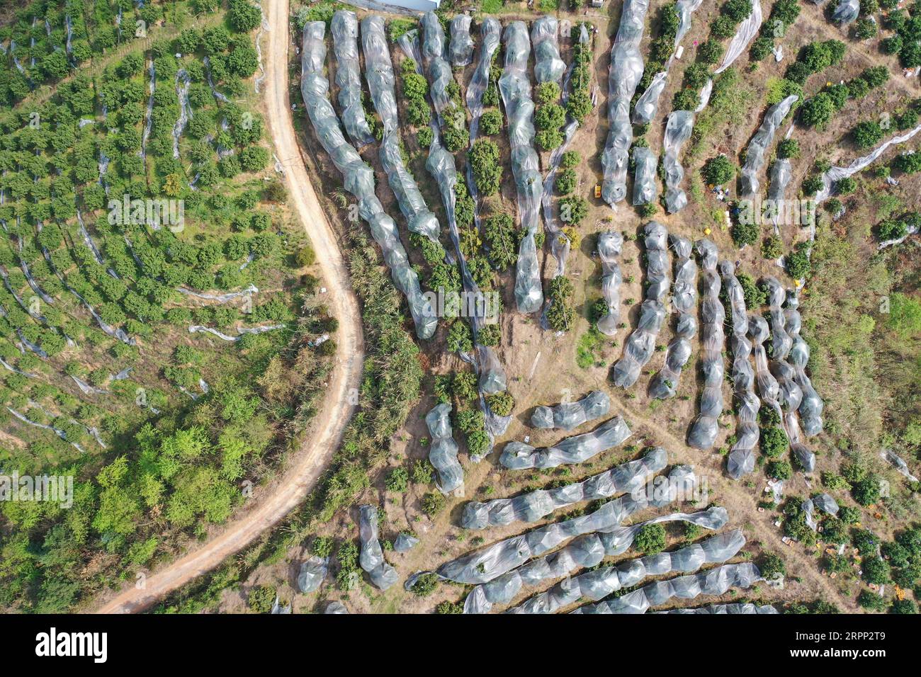 200309 -- RONGJIANG, le 9 mars 2020 -- une photo aérienne prise le 9 mars 2020 montre la base de plantation d'agrumes dans le canton de Guzhou, dans le comté de Rongjiang, au sud-ouest de la Chine, dans la province du Guizhou. Les bases de plantation d'agrumes à Rongjiang ont organisé des villageois pour récolter des agrumes récemment afin de reprendre l'approvisionnement du marché. La cueillette des agrumes avait été reportée en raison de la nouvelle épidémie de coronavirus, et les fruits ont été conservés sur des arbres avec un film recouvert pour rester au chaud et frais. Aujourd'hui, environ 2 millions de kg d'agrumes seront récoltés pour répondre à la demande du marché. CHINE-GUIZHOU-RONGJIANG-AGRUMES-PRESE Banque D'Images