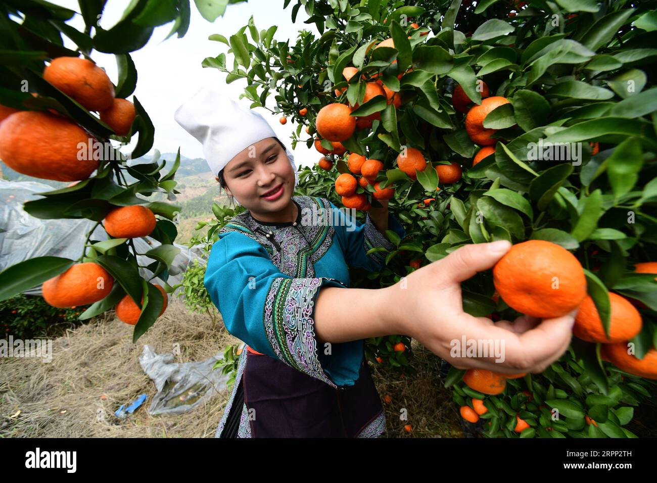 200309 -- RONGJIANG, le 9 mars 2020 -- Un villageois cueille des agrumes dans une base de plantation dans le canton de Guzhou, dans le comté de Rongjiang, dans la province du Guizhou, au sud-ouest de la Chine, le 9 mars 2020. Les bases de plantation d'agrumes à Rongjiang ont organisé des villageois pour récolter des agrumes récemment afin de reprendre l'approvisionnement du marché. La cueillette des agrumes avait été reportée en raison de la nouvelle épidémie de coronavirus, et les fruits ont été conservés sur des arbres avec un film recouvert pour rester au chaud et frais. Aujourd'hui, environ 2 millions de kg d'agrumes seront récoltés pour répondre à la demande du marché. CHINE-GUIZHOU-RONGJIANG-AGRUMES-PRESERVA Banque D'Images