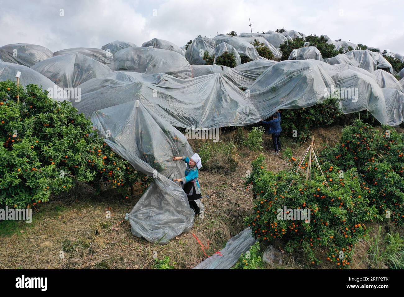 200309 -- RONGJIANG, le 9 mars 2020 -- une photo aérienne prise le 9 mars 2020 montre un villageois découvrant un film pour cueillir des agrumes dans une base de plantation dans le canton de Guzhou, dans le comté de Rongjiang, dans le sud-ouest de la Chine, dans la province du Guizhou. Les bases de plantation d'agrumes à Rongjiang ont organisé des villageois pour récolter des agrumes récemment afin de reprendre l'approvisionnement du marché. La cueillette des agrumes avait été reportée en raison de la nouvelle épidémie de coronavirus, et les fruits ont été conservés sur des arbres avec un film recouvert pour rester au chaud et frais. Aujourd'hui, environ 2 millions de kg d'agrumes seront récoltés pour répondre à la demande du marché. Banque D'Images
