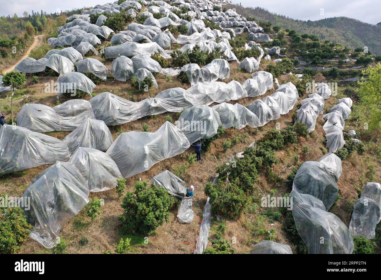 200309 -- RONGJIANG, le 9 mars 2020 -- une photo aérienne prise le 9 mars 2020 montre des villageois découvrant un film pour cueillir des agrumes dans une base de plantation dans le canton de Guzhou, dans le comté de Rongjiang, dans le sud-ouest de la Chine, dans la province du Guizhou. Les bases de plantation d'agrumes à Rongjiang ont organisé des villageois pour récolter des agrumes récemment afin de reprendre l'approvisionnement du marché. La cueillette des agrumes avait été reportée en raison de la nouvelle épidémie de coronavirus, et les fruits ont été conservés sur des arbres avec un film recouvert pour rester au chaud et frais. Aujourd'hui, environ 2 millions de kg d'agrumes seront récoltés pour répondre à la demande du marché. C Banque D'Images