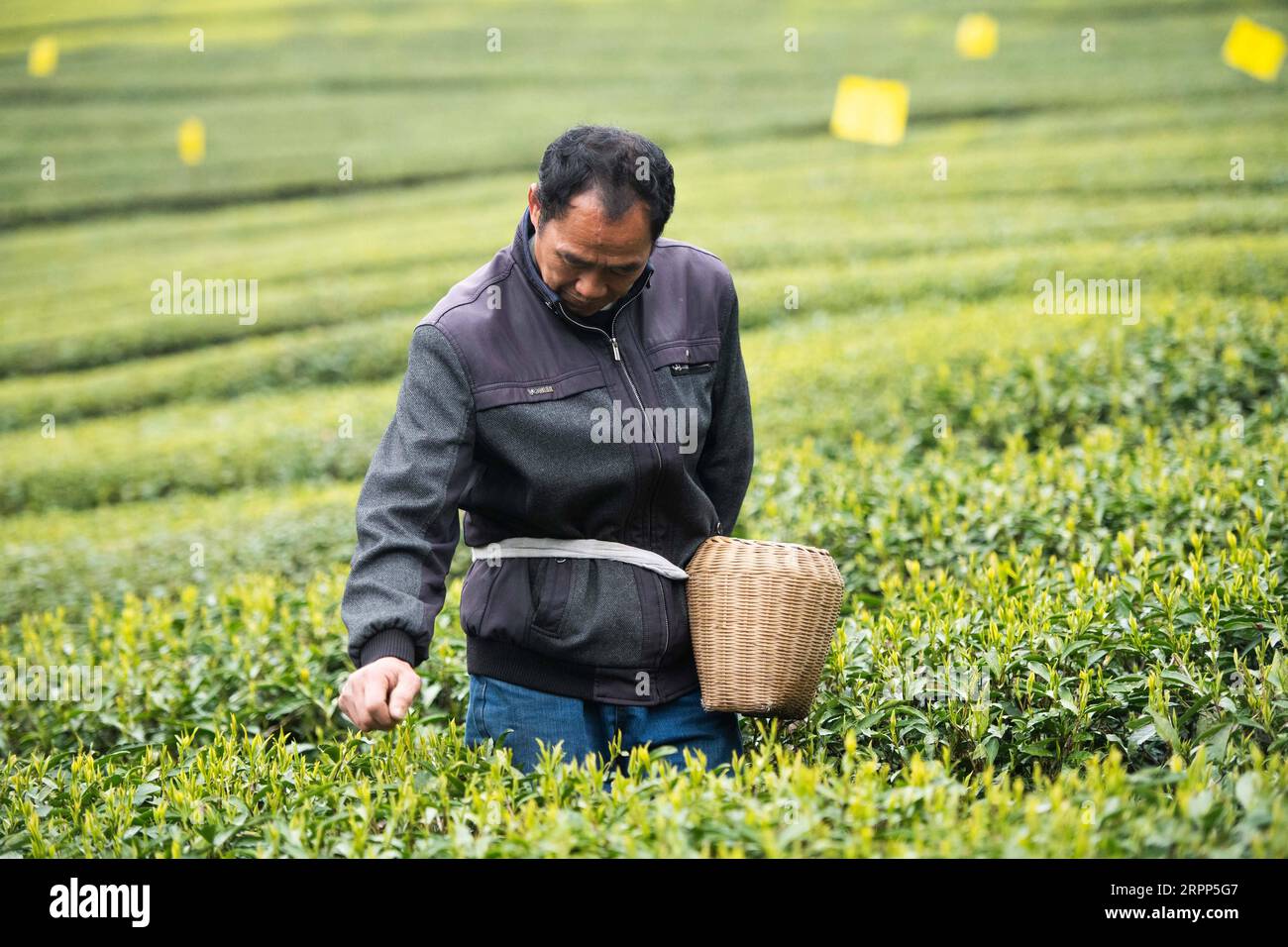 200311 -- SHIMENHUNAN, le 11 mars 2020 -- Un cultivateur de thé cueille des feuilles de thé dans un jardin de thé du village de Xuejia, dans le canton de Nanbei, dans le comté de Shimen, province du Hunan, en Chine centrale, le 11 mars 2020. Les jardins de thé dans le canton de Nanbei ont atteint une superficie de 13 000 mu environ 867 hectares, avec une production annuelle de 2 500 tonnes de thé sec et une valeur de production totale de 40 millions de yuans environ 5,76 millions de dollars américains. CHINA-HUNAN-SPRING TEA CN ChenxSihan PUBLICATIONxNOTxINxCHN Banque D'Images