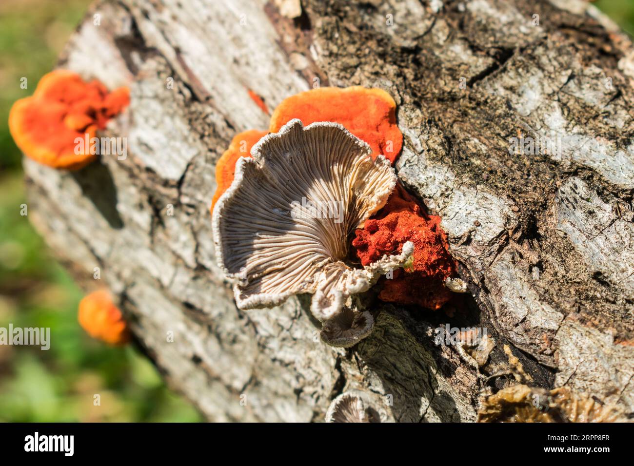 Champignons Schizophyllum commune et Pycnoporus sanguineus sur un tronc d'arbre en décomposition (Sao Francisco de Paula, Sud du Brésil) Banque D'Images